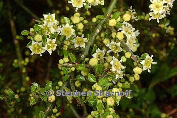 adolphia californica 1 graphic